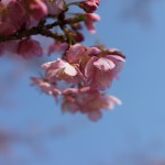 BellB プロジェクト始動！