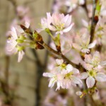 船橋にあるカフェ&バーでお花見できます！＠BellB