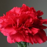 母の日に出来ること